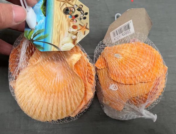 Conchas en Malla